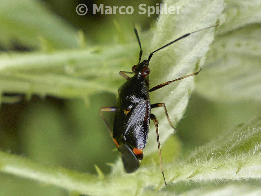 Miridae: Deraeocoris ruber della Lombardia (MI)